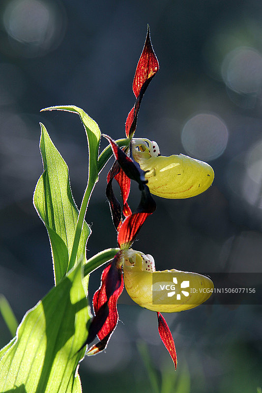 黄色开花植物特写图片素材