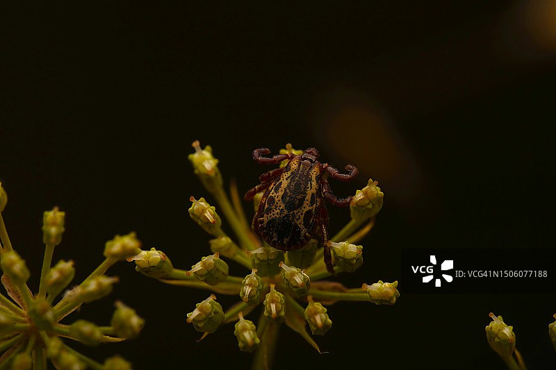 黑色背景下的开花植物特写，旧金山，加利福尼亚州，美国图片素材