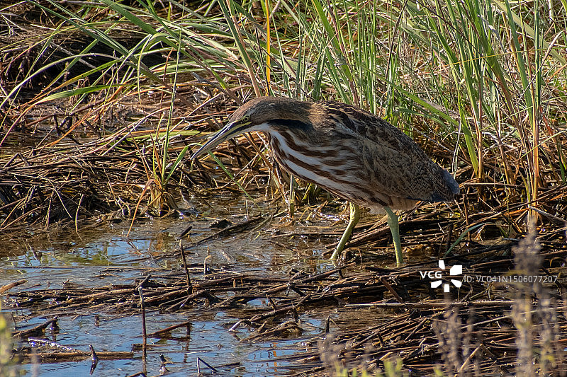 苍鹭栖息在湖中，美国帕克河国家野生动物保护区图片素材
