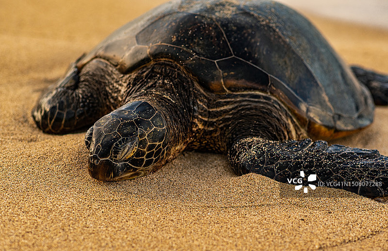 加拉帕戈斯巨龟龟壳在沙滩上的特写，美国夏威夷图片素材