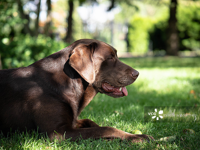 拉布拉多犬坐在草地上的特写，波兰图片素材