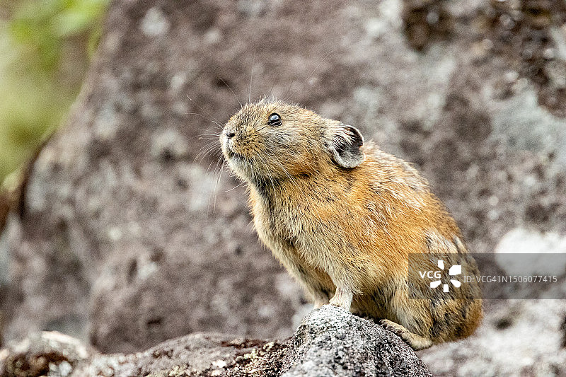 日本岩石上的草原犬鼠特写图片素材