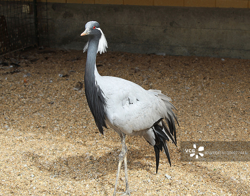 栖息在田野上的鹤特写图片素材