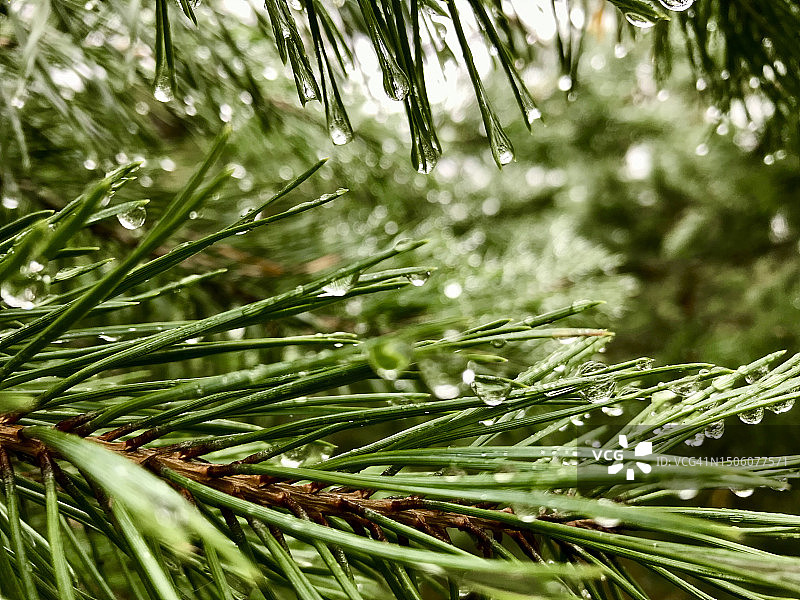湿松树特写图片素材