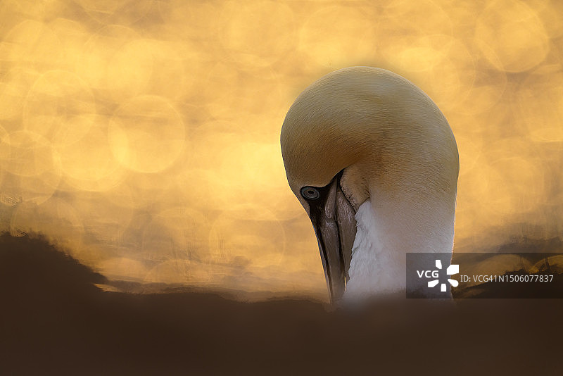 日落时分塘鹅的特写，黑尔戈兰岛，德国图片素材