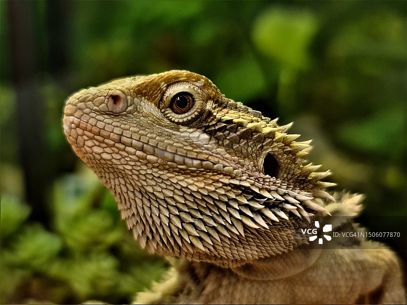 法国鲁瓦扬的鬣蜥特写图片素材