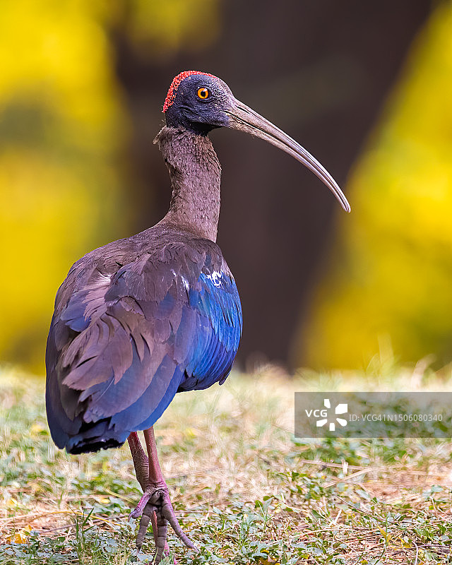 栖息在田野上的朱鹭特写图片素材