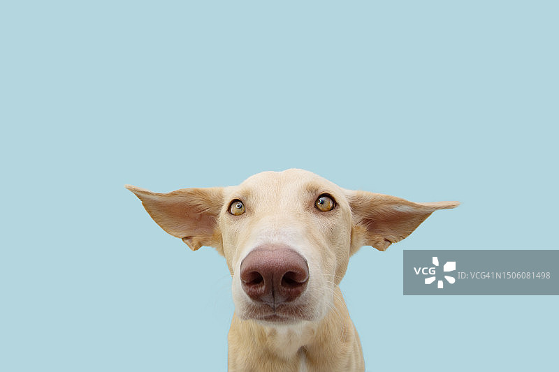 西班牙赫罗纳，蓝色背景下的狗肖像图片素材