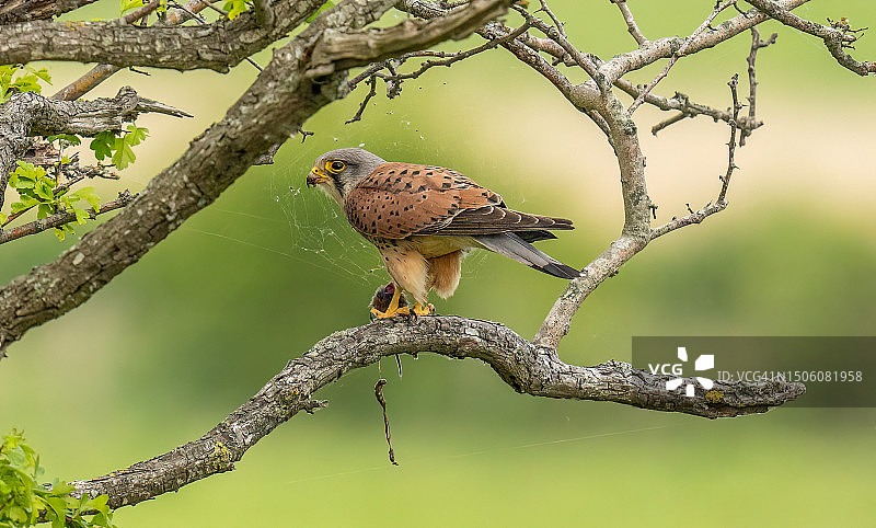 小鸮栖息在树枝上（英国朴茨茅斯）图片素材