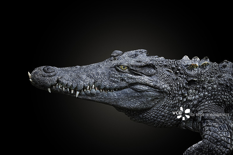 西班牙动物园里的尼罗鳄特写图片素材