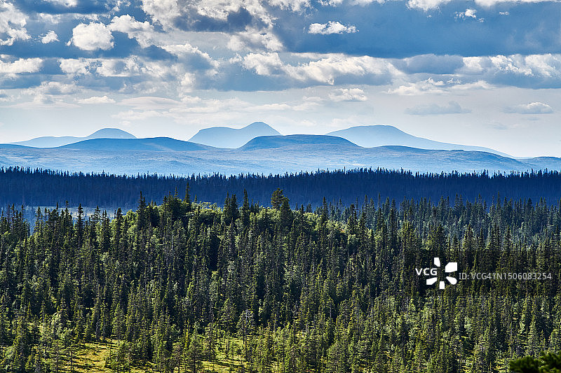 瑞典的松树风景图片素材