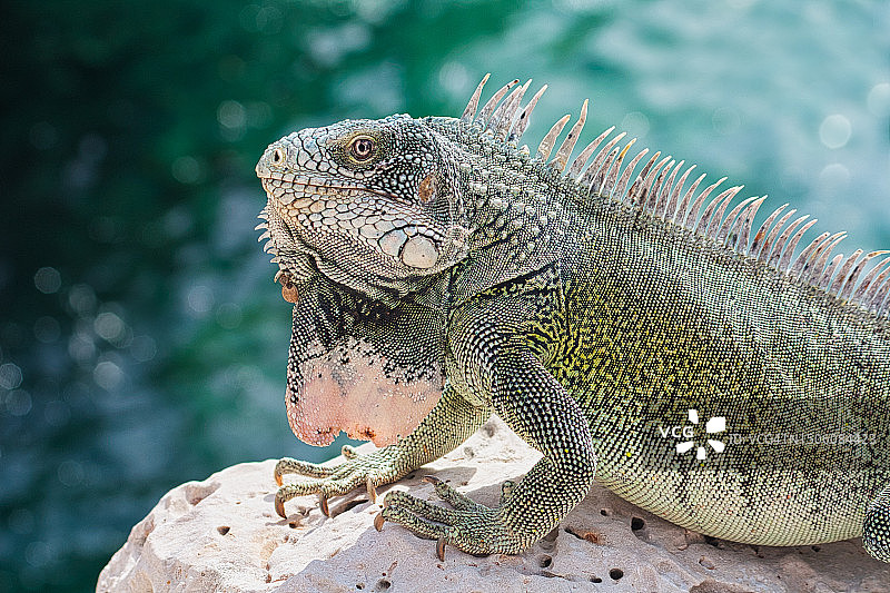 库拉索岛岩石上的绿色鬣蜥特写图片素材