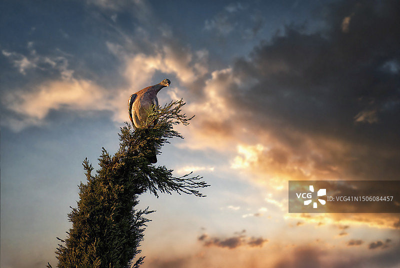 日落时分，鸟儿栖息在树上的低角度视图，西班牙图片素材