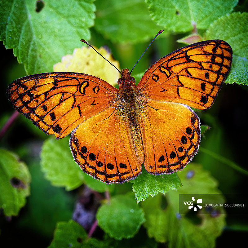 叶子上的蝴蝶特写，哥伦比亚马尼萨莱斯图片素材
