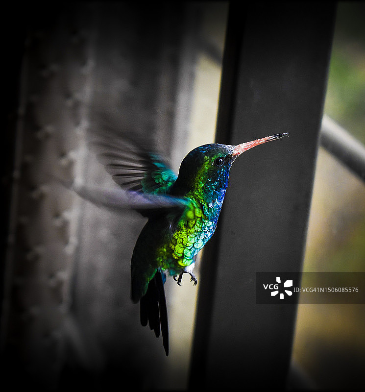 蜂鸟在户外飞行的特写，阿根廷图片素材