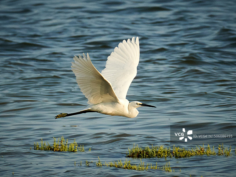 突尼斯，湖面上飞翔的白鹭特写图片素材