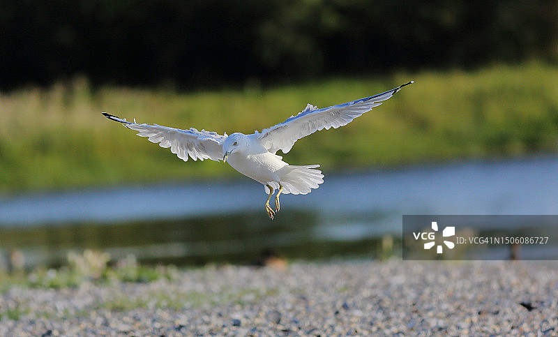 加拿大艾伯塔省卡尔加里湖面上飞翔的海鸥特写图片素材