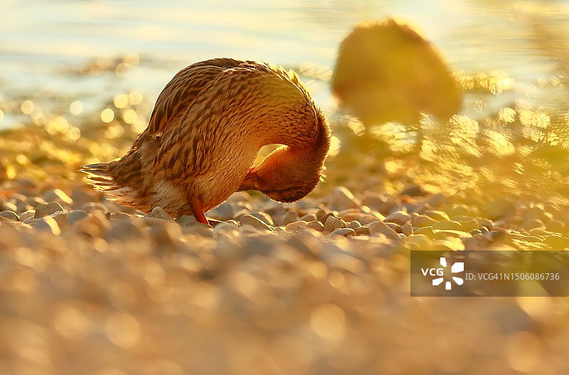 维卡鸟栖息在田野上的特写图片素材