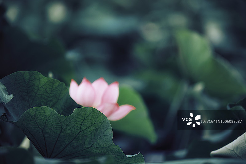 粉色莲花特写，中国图片素材