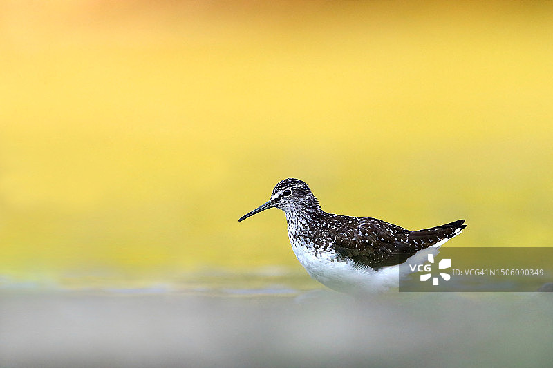 保加利亚田野中鹬鸟栖息特写图片素材