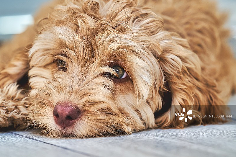 躺在床上的可卡犬特写，英国戈斯波特图片素材