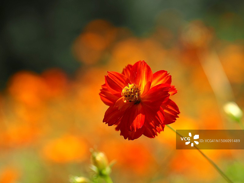 橙色花朵的特写图片素材