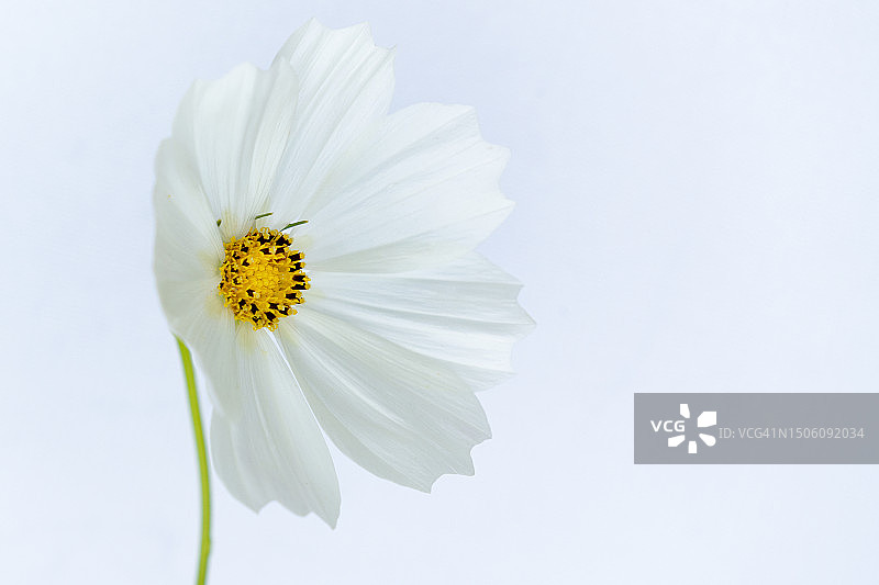 白色波斯菊花朵特写，美国吉布斯花园图片素材