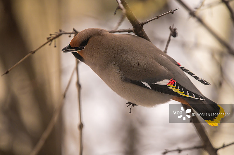 加拿大安大略省太平鸟栖息在树枝上特写图片素材