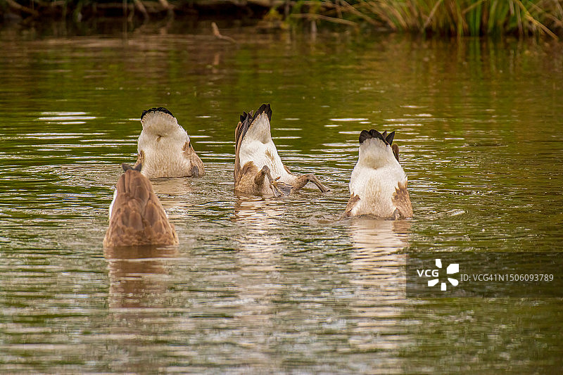 两只鸭子在加拿大安大略湖中游泳图片素材