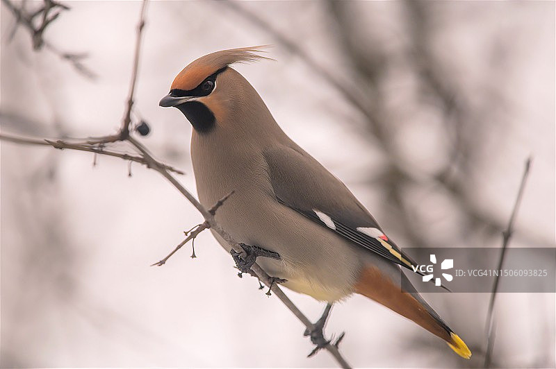 加拿大安大略省太平鸟栖息在树枝上特写图片素材