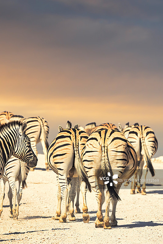 斑马在纳米比亚的道路上行走（后视图）图片素材