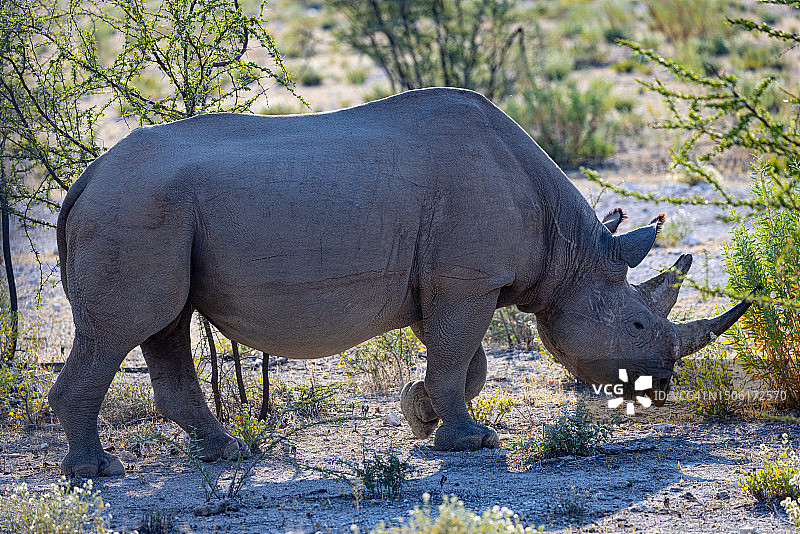 白犀牛站在纳米比亚田野上的侧面图图片素材
