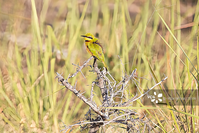 蜜蜂栖息在植物上特写，纳米比亚图片素材