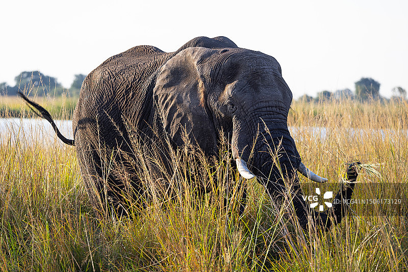 纳米比亚，非洲象站在草地上，天空为背景的侧面照图片素材