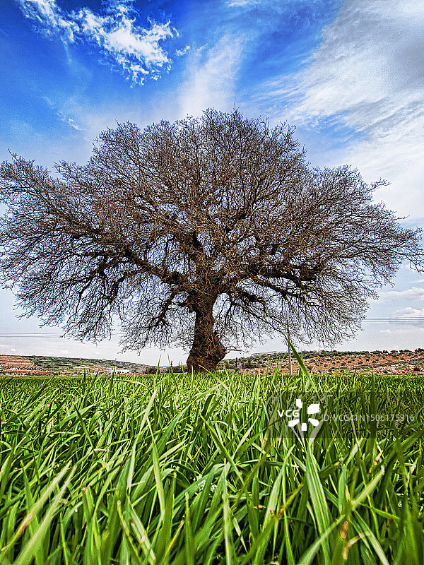 叙利亚哈马省哈马的田野树木景观图片素材