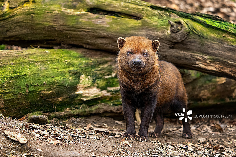 站立在田野上的熊的肖像图片素材