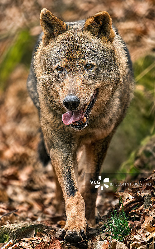 站在田野上的熊特写图片素材