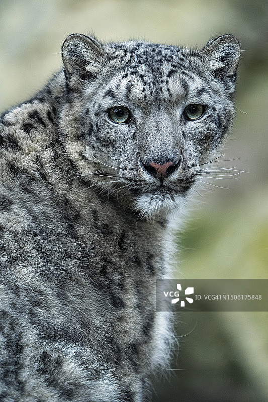 猫的特写肖像图片素材