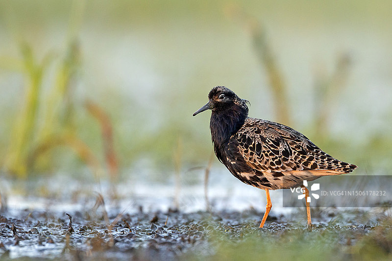 波兰，皱领鹬栖息在田野上的特写图片素材