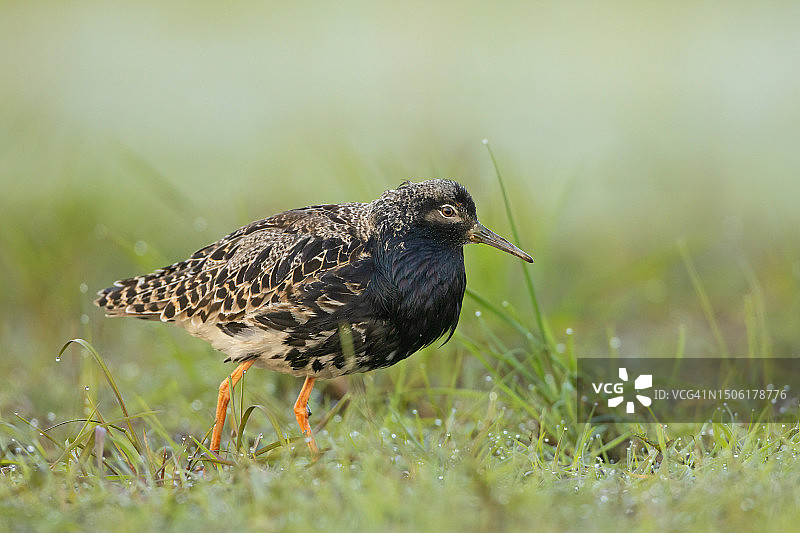 波兰，草地上栖息的皱领特写图片素材