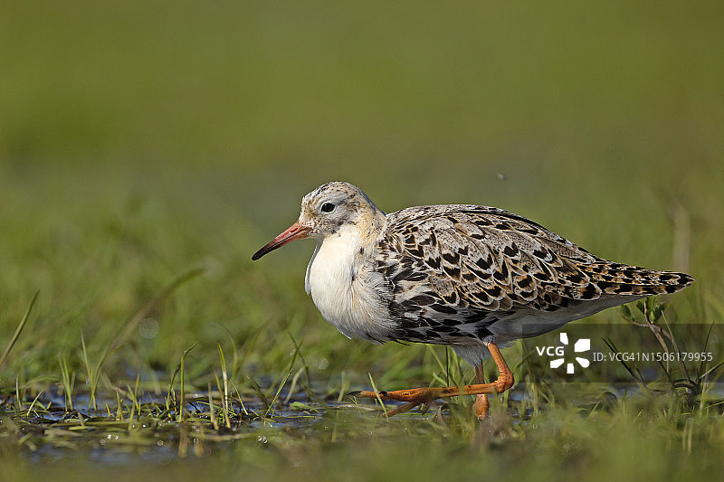 波兰，皱领鹬栖息在田野上的特写图片素材
