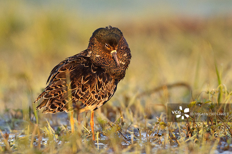波兰，皱领鹬栖息在田野上的特写图片素材