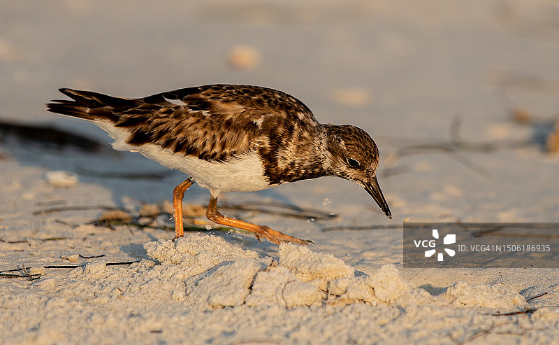 美国佛罗里达州印第安岩石海滩上，沙滩上的红石鹬特写图片素材