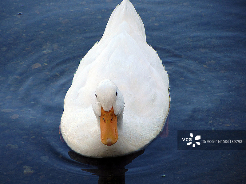 在土耳其湖中游泳的天鹅特写图片素材