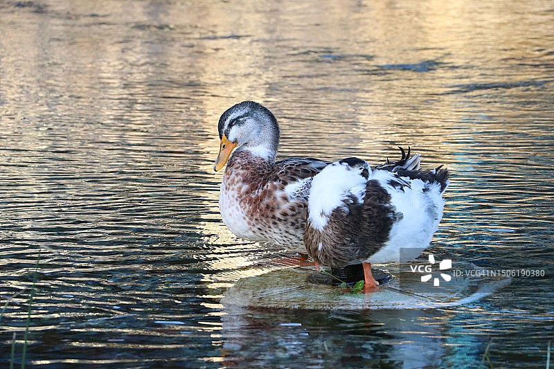 湖中游泳的丑鸭特写图片素材