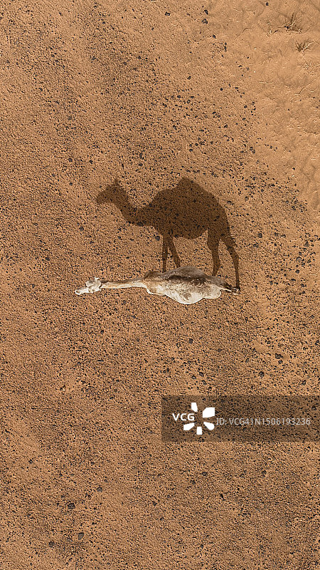 动物头骨高角度视图，喀土穆北部，苏丹图片素材