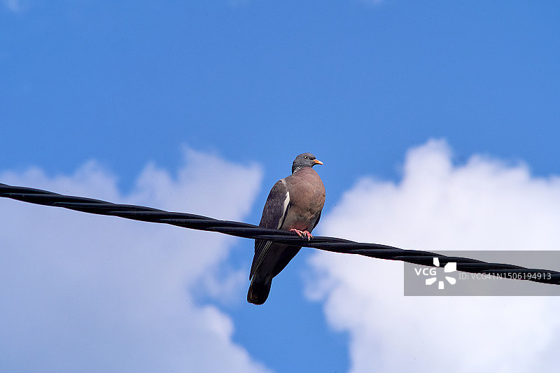 波兰：蓝天下栖息在电缆上的鸣禽仰视图片素材