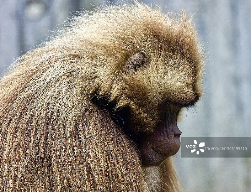 德国斯图加特威廉玛动物园的狮尾狒特写图片素材