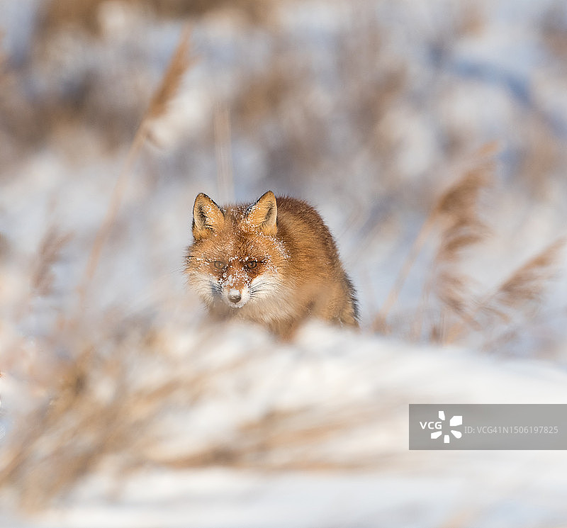 雪地红狐肖像，拉脱维亚图片素材