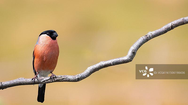 雀鸟栖息在树枝上的特写，比利时图片素材